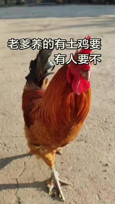 #农村散养土鸡 #原创视频 #土鸡 #农村趣事 #大公鸡