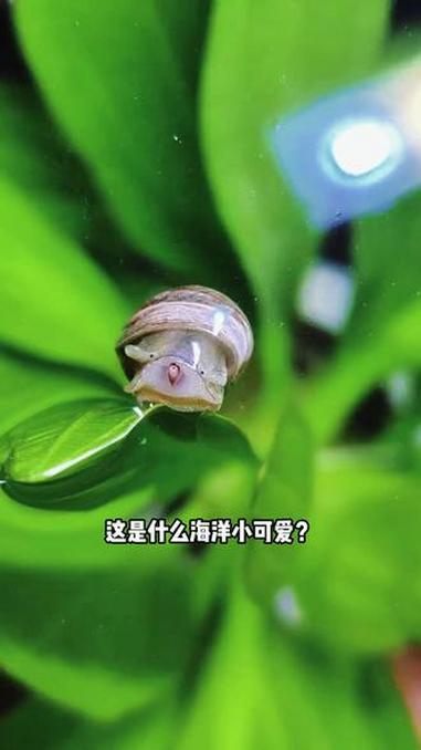 这些海洋小可爱，难道只有男人喜欢吗？科普 鱼 小可爱 萌 超能下蛋鸭 随时随地标记一下