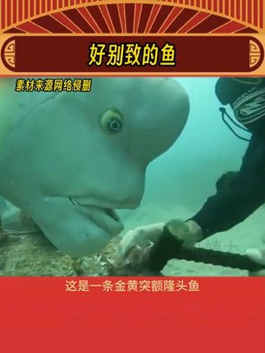 第一次见长得这么奇特的鱼 娱乐评论大赏