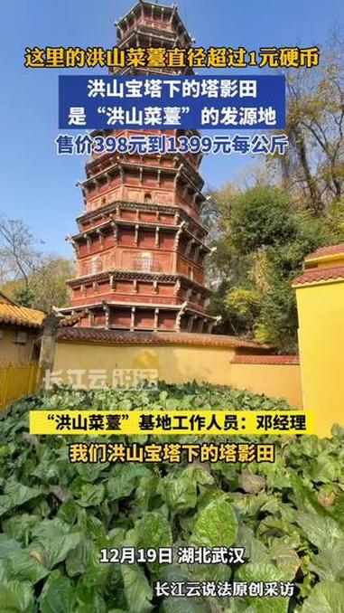 这里是“洪山菜薹”的发源地,菜薹售价每公斤从398元到1399元,越粗的越贵!