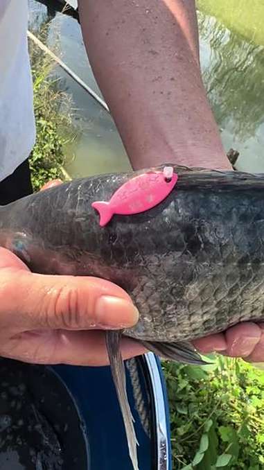 户外钓鱼 六十八的小飞塘又加放鱼又加放标了大鹅走地鸡各种各样的标 原创视频