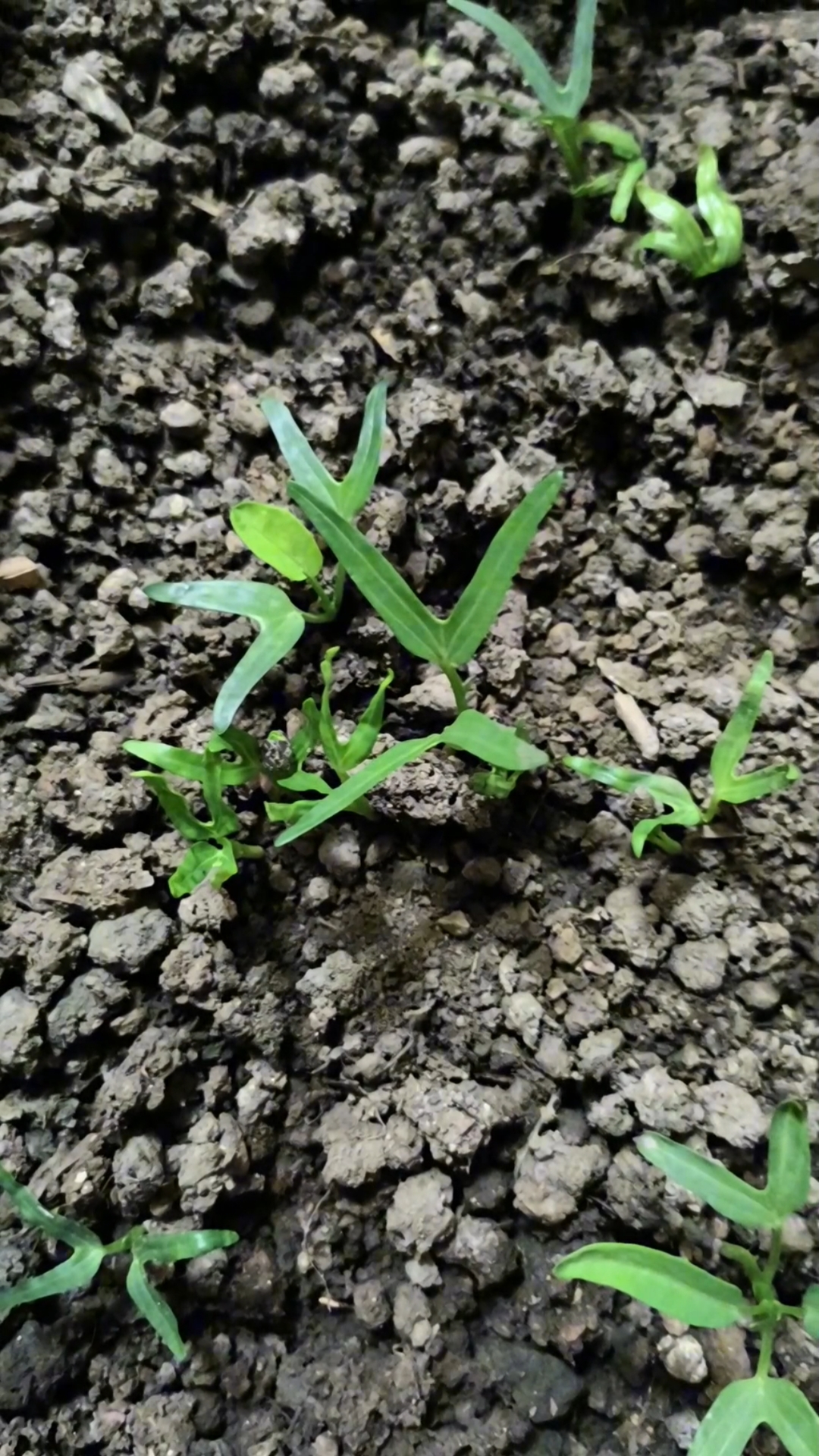 空心菜发了好多芽