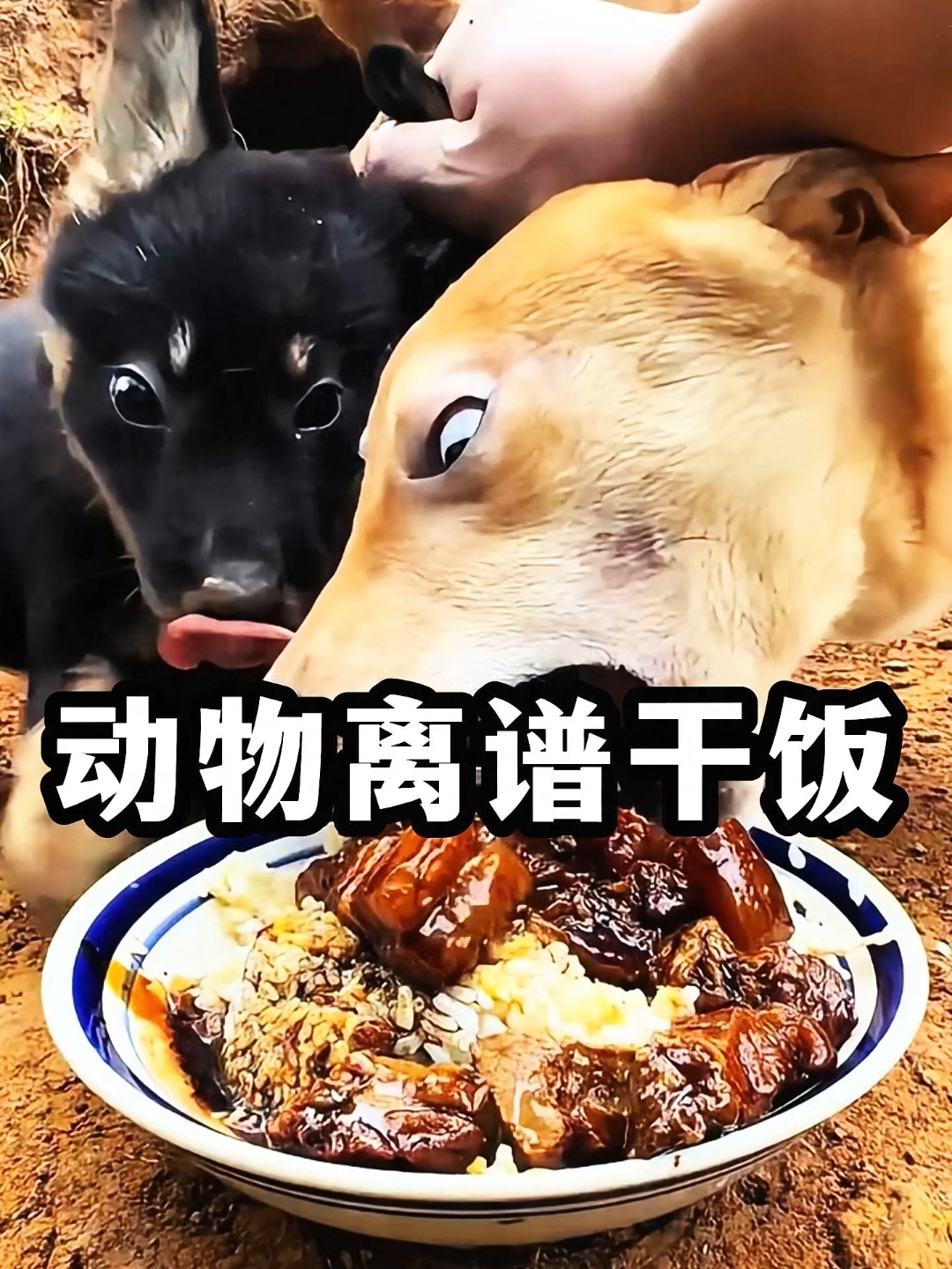 动物离谱干饭瞬间