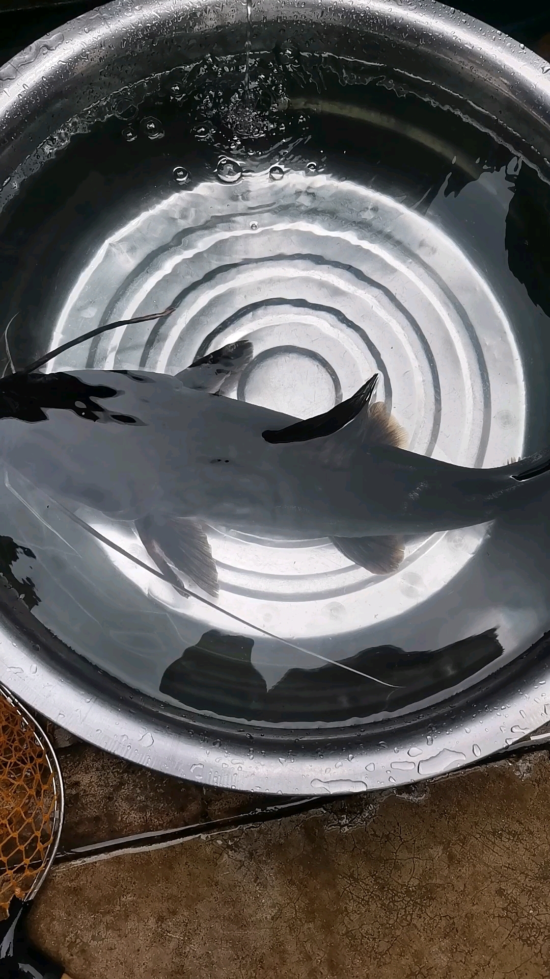 长胡子鱼,欢迎品尝新鲜江鱼,就在困峨岔路口德馨餐饮