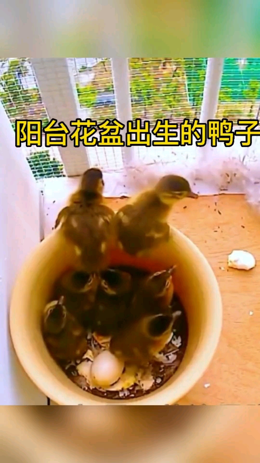 野生鸭妈妈在22楼花盆顺利孵化7只小鸭子