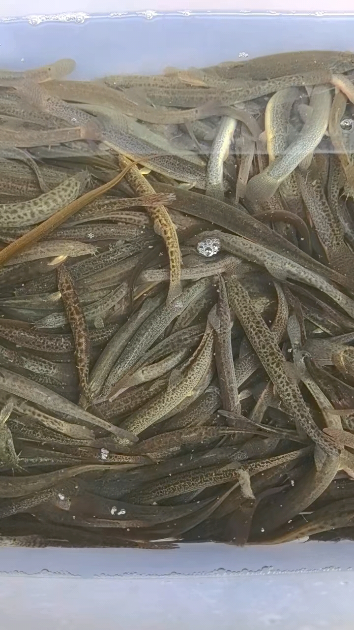 在湖南永州,这样的纯野生鳅鱼,大家猜猜多少钱一斤呢?