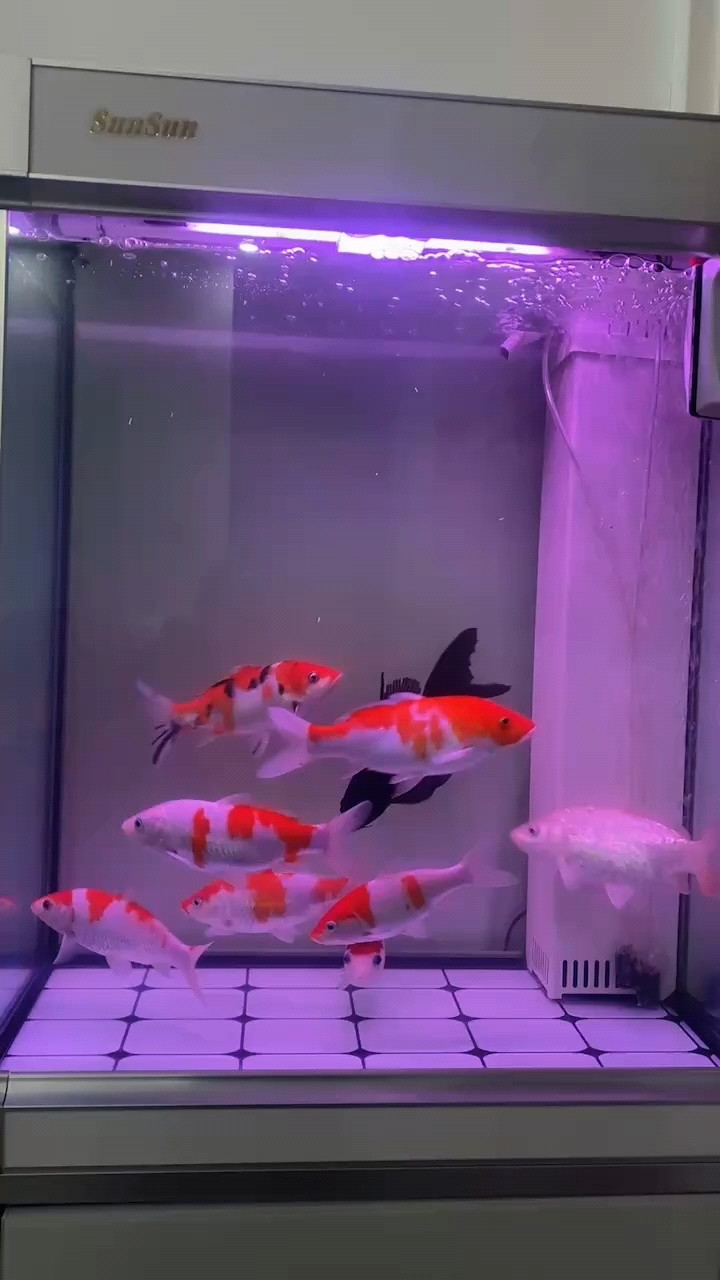 小金鱼在水中游曳，尾巴轻盈地摆动，仿佛在跳舞，鱼养久成了习惯