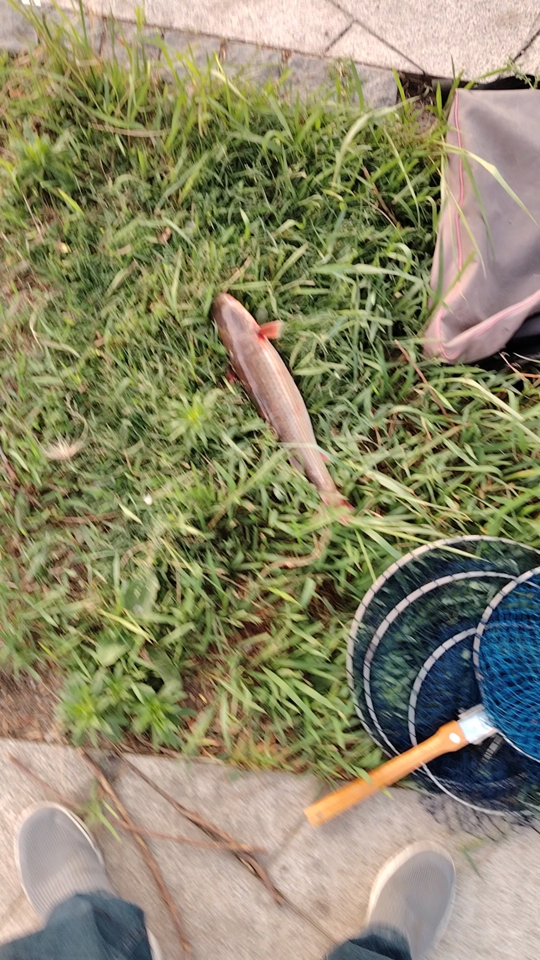 这大梭鱼得有二斤!还是放了吧