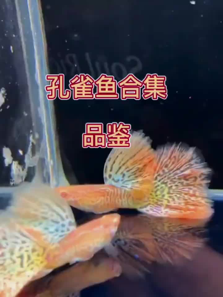 孔雀鱼合集,哪个最好看?