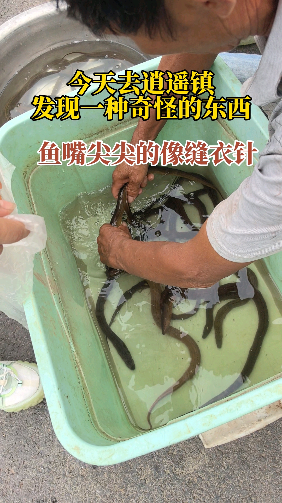 我保证你不认识,这是什么鱼?