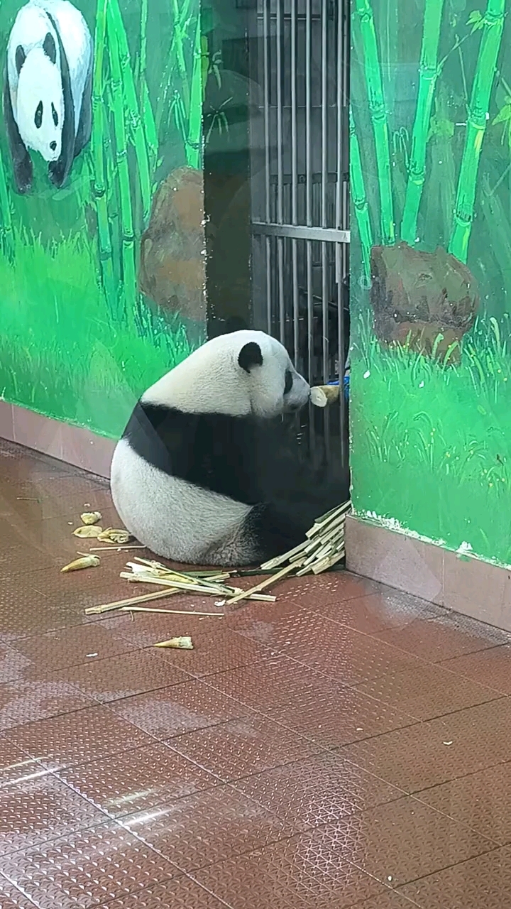 帅气奶爸给个大竹笋星一吃#大熊猫竹笋吃大竹笋 