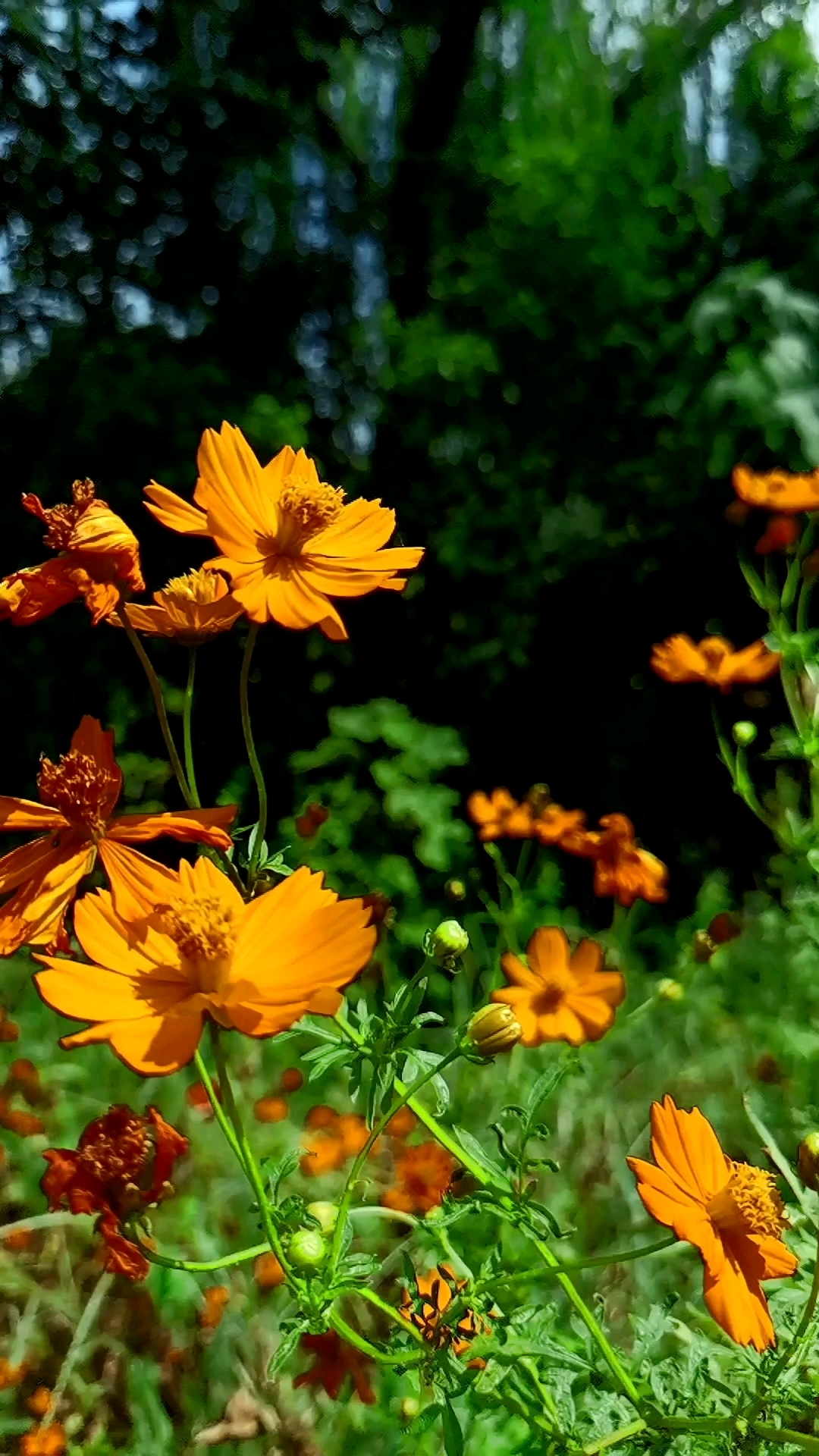 金鸡菊花语:永恒的喜悦~