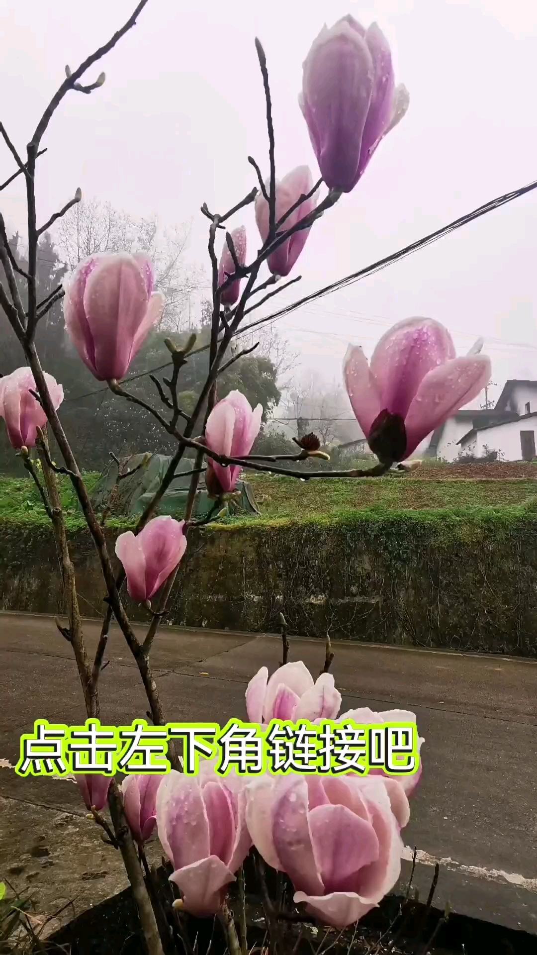 风里雨里,水平土灶台柴火鸡等你