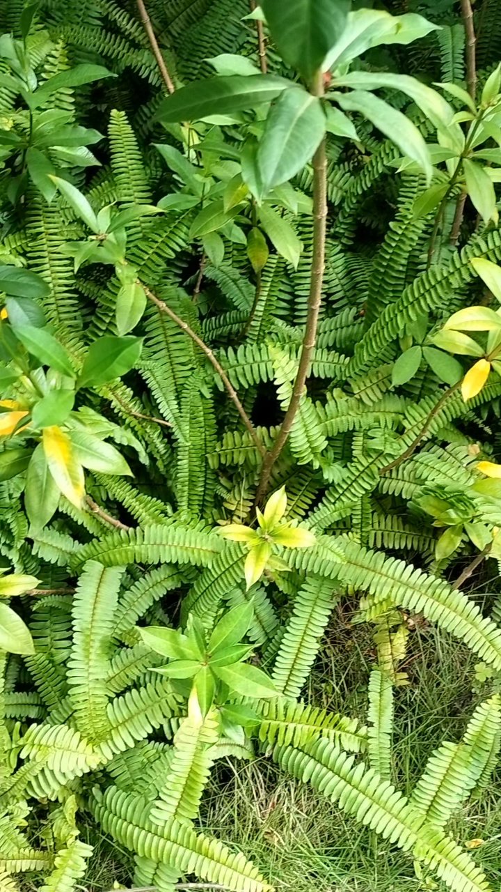 龙骨草