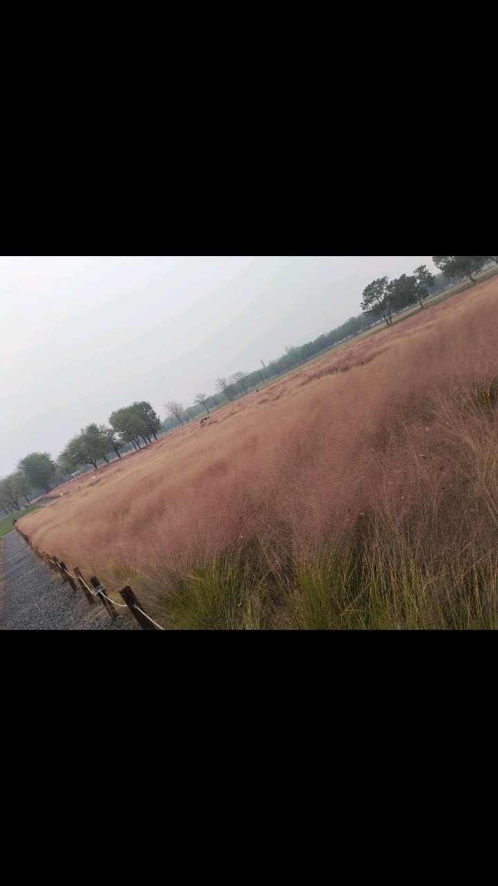 #网红粉黛花  