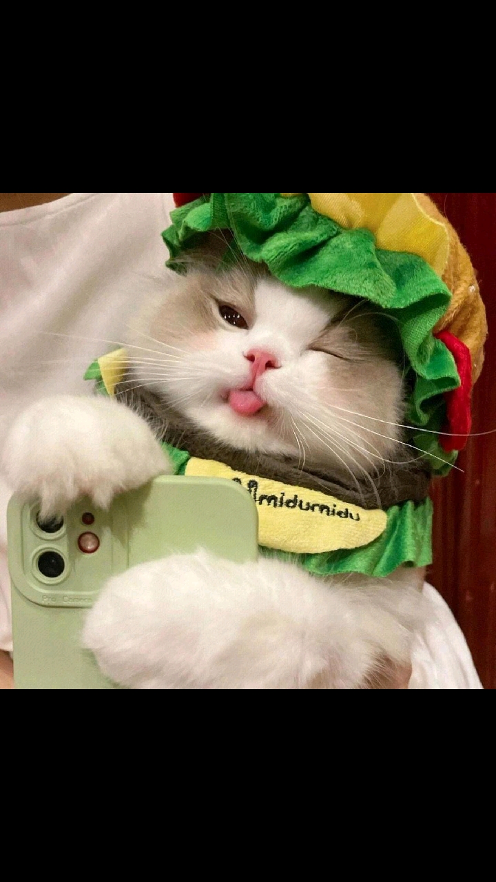 可爱的小动物头像