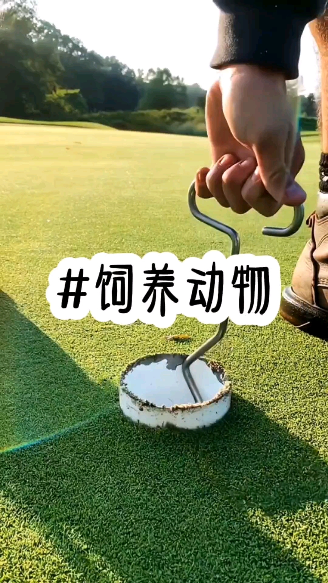 #饲养动物,人鱼的报恩