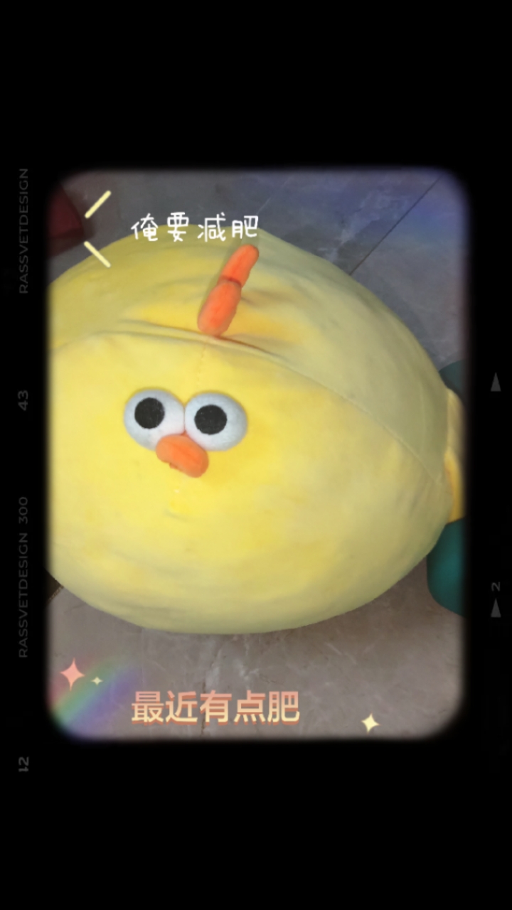 家中的墩墩鸡,可爱表情包