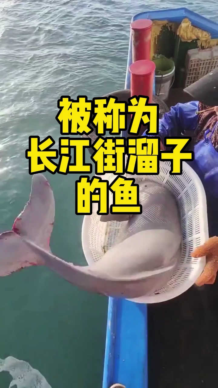长江上的街溜子鱼
