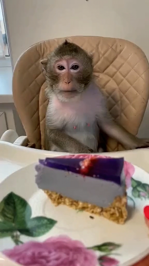 给猴子送上美味的蛋糕