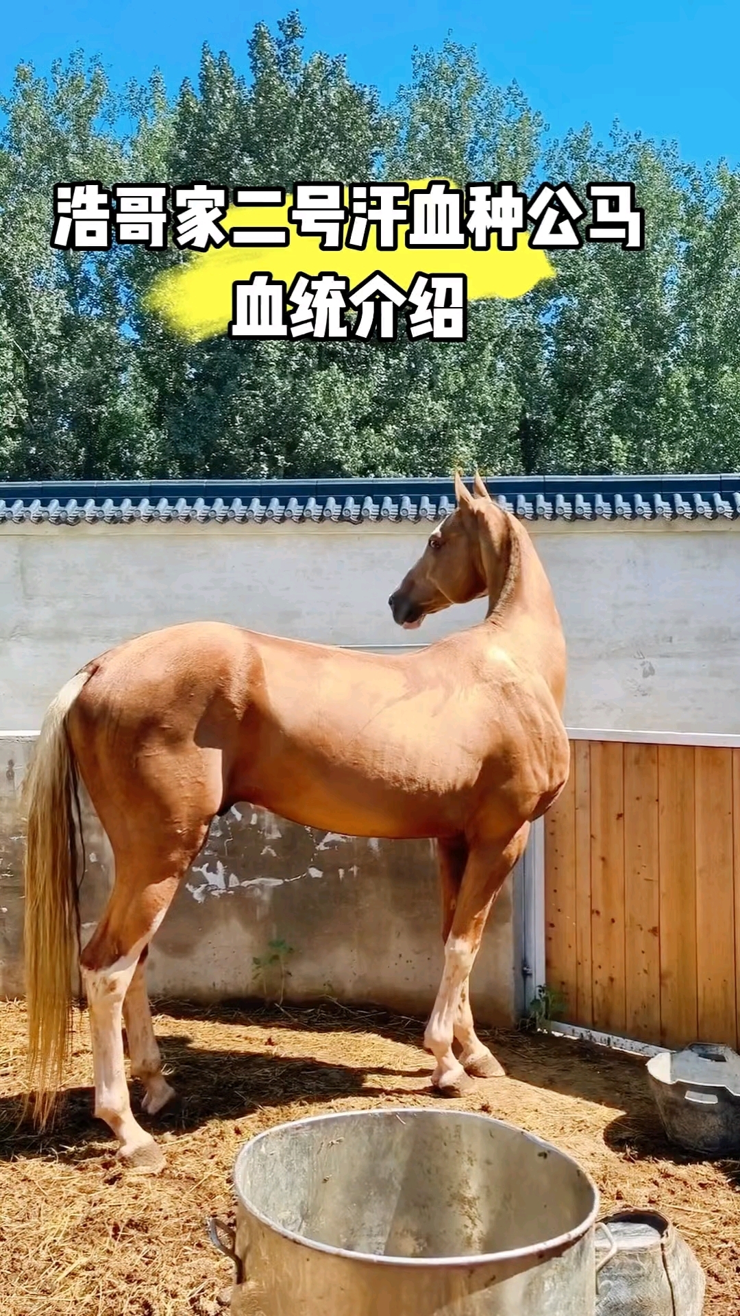 浩哥家二号种公马荣宗元宝纯种汗血宝马种公马