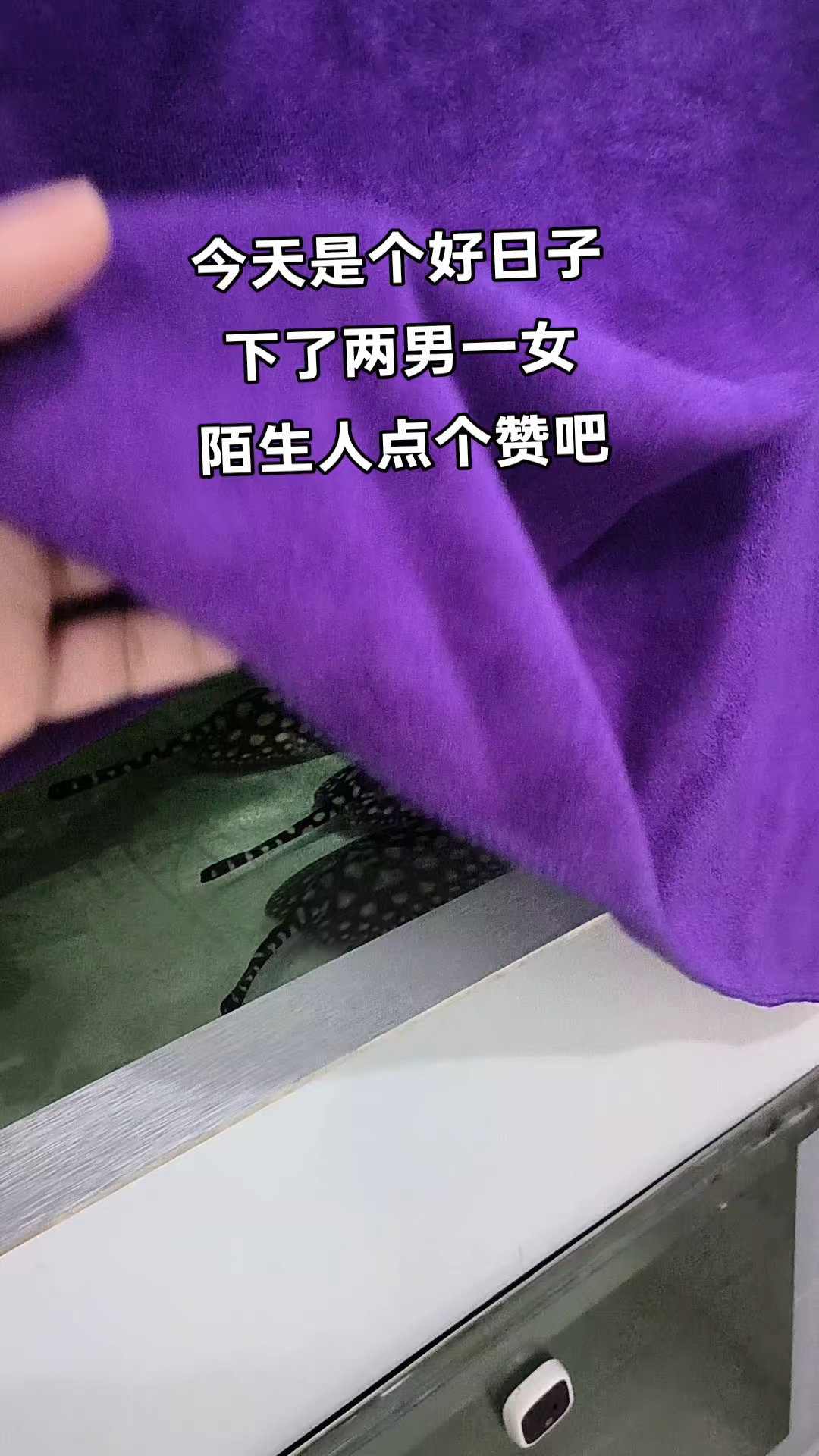 黑白皇冠魟鱼