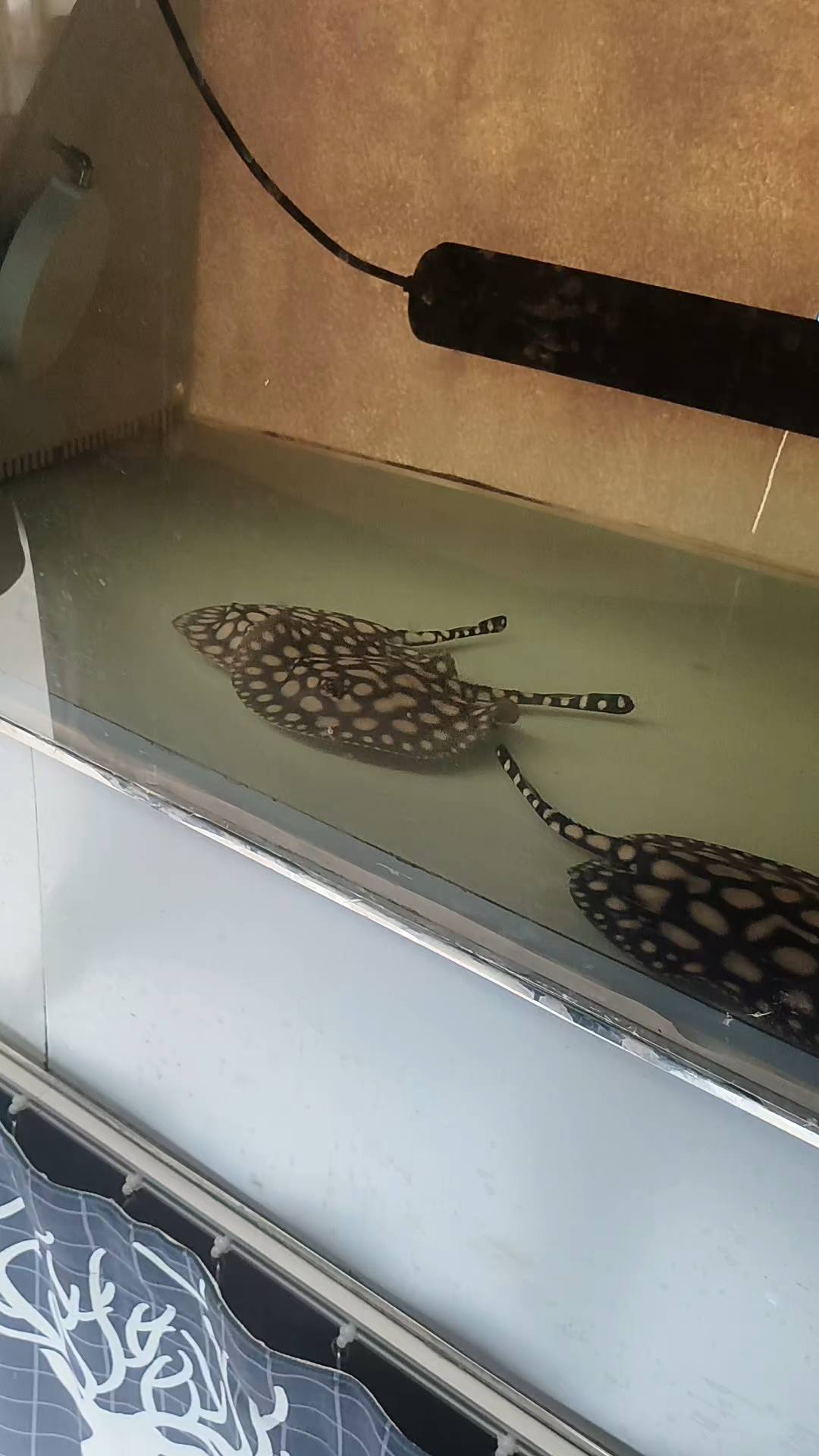 黑白皇冠魟鱼,体覆黑白斑纹,似游动的优雅皇冠,神秘灵动