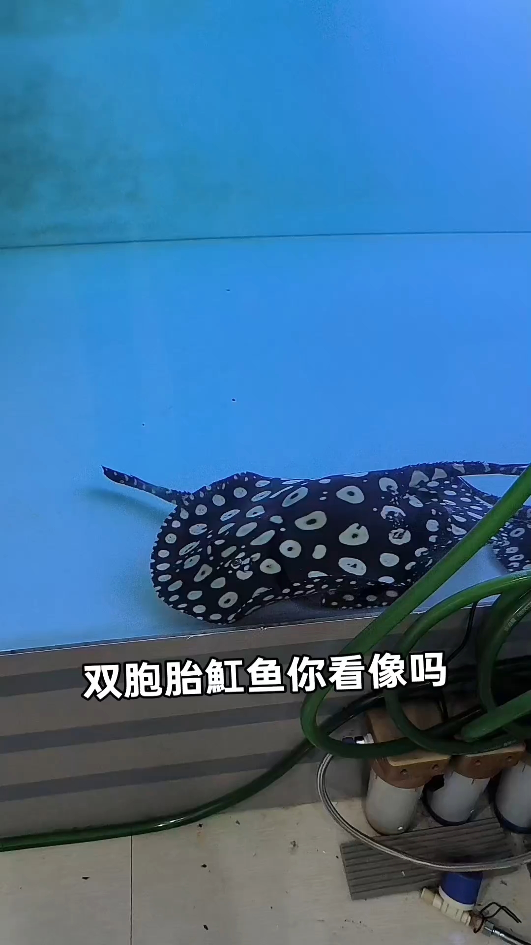 我这双胞胎魟鱼长的像吗#黑白皇冠魟鱼