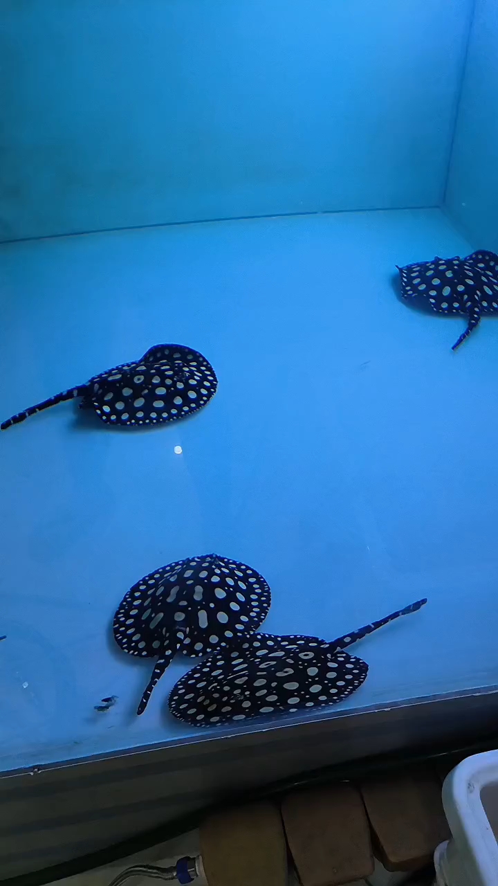 鱼友们看咱家魟鱼的品相怎么样#黑白皇冠魟鱼#上热门