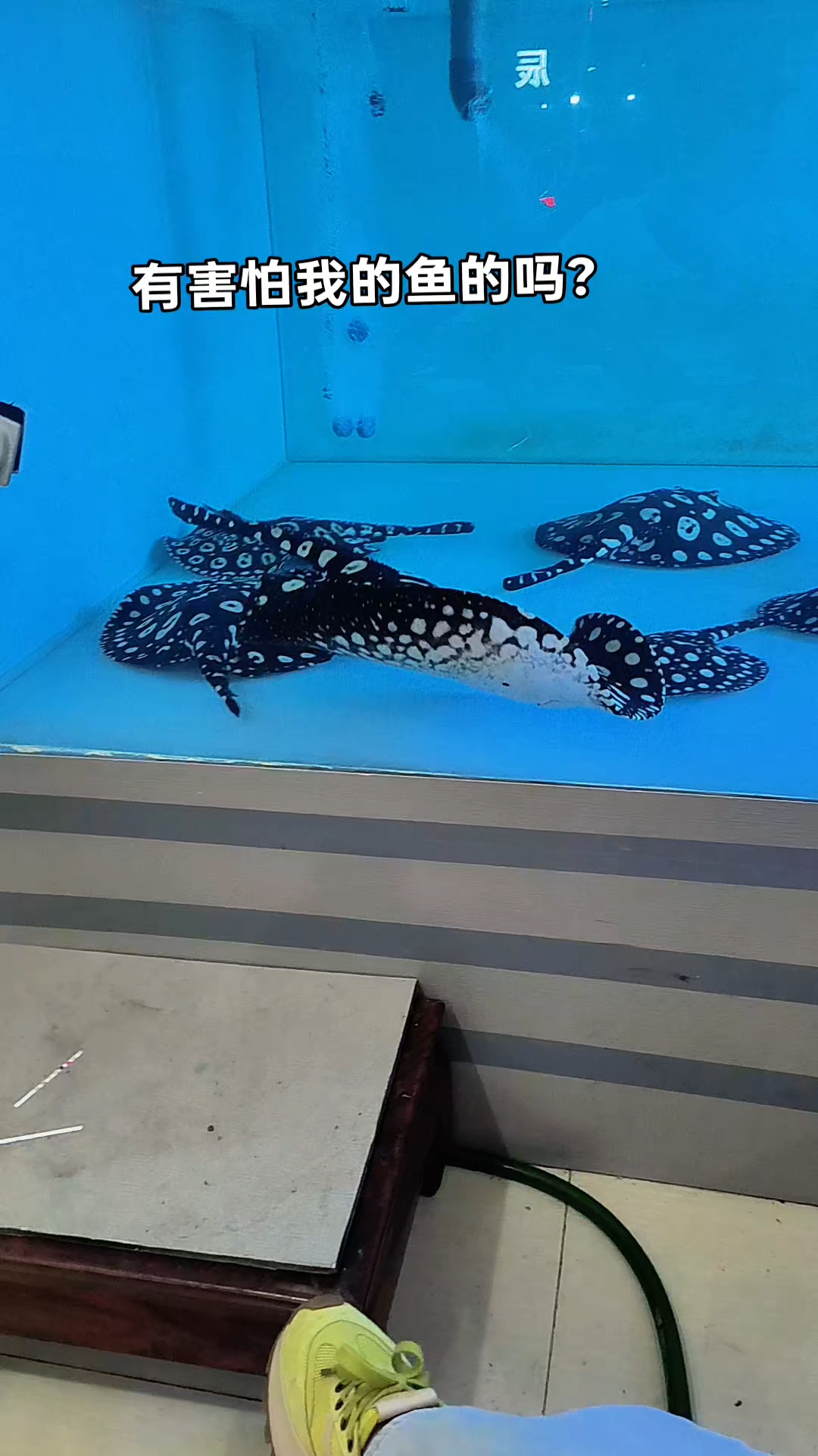 #黑白皇冠魟鱼#观赏鱼