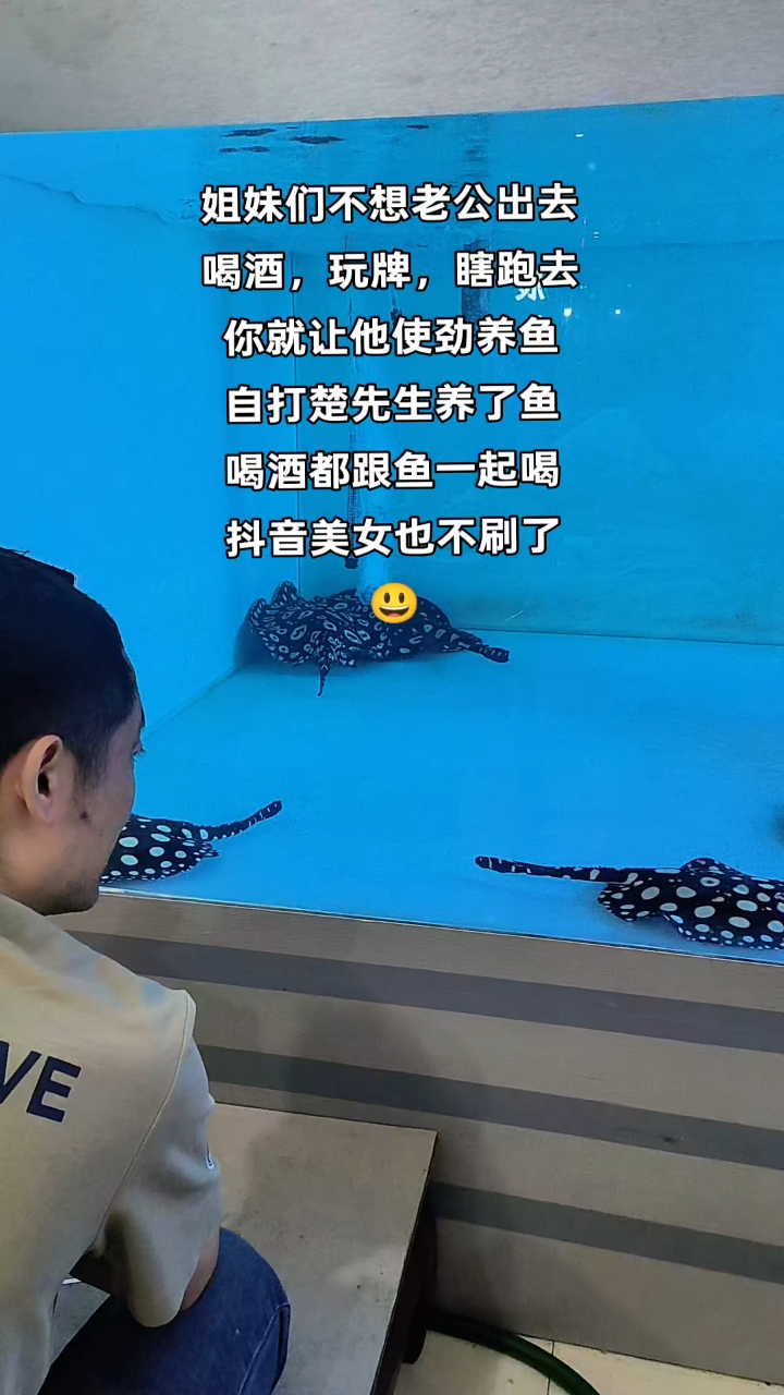 楚先生的黑白皇冠魟鱼养的还可以吧