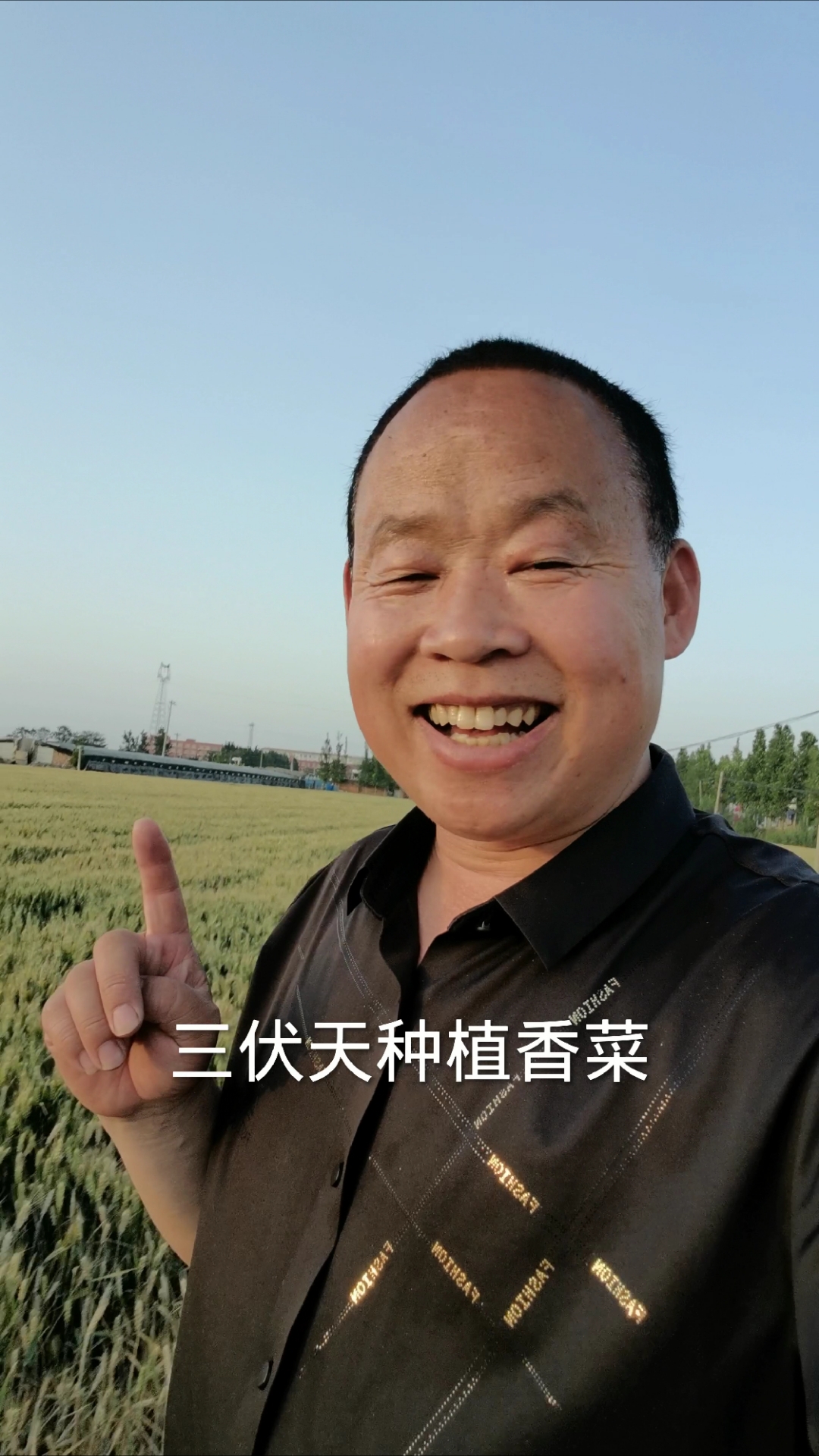 夏天种香菜不难!记住这几个窍门,三伏天也能吃上嫩香菜