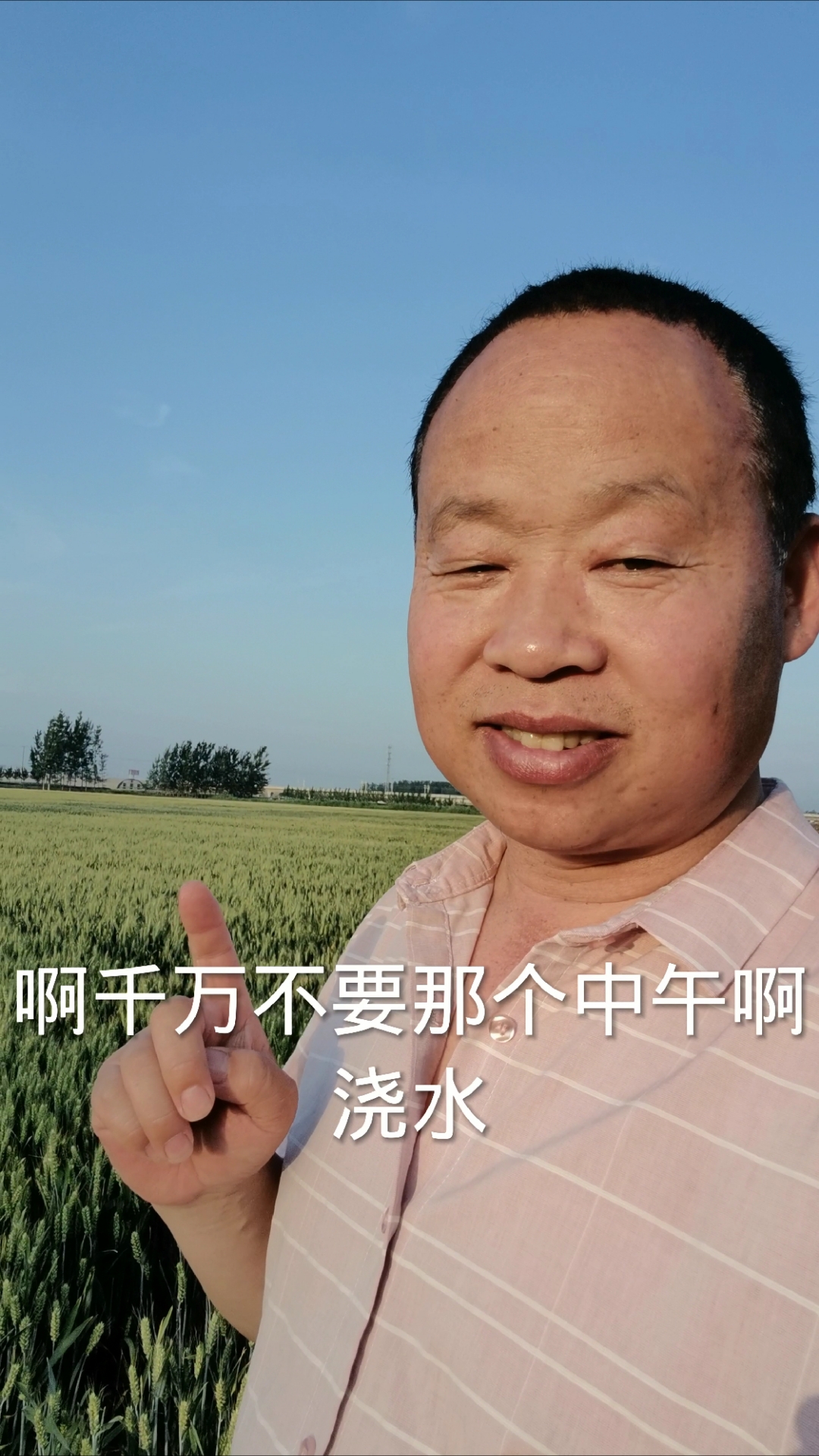 夏季香菜出苗后管护五要诀,件件都是护苗关键!