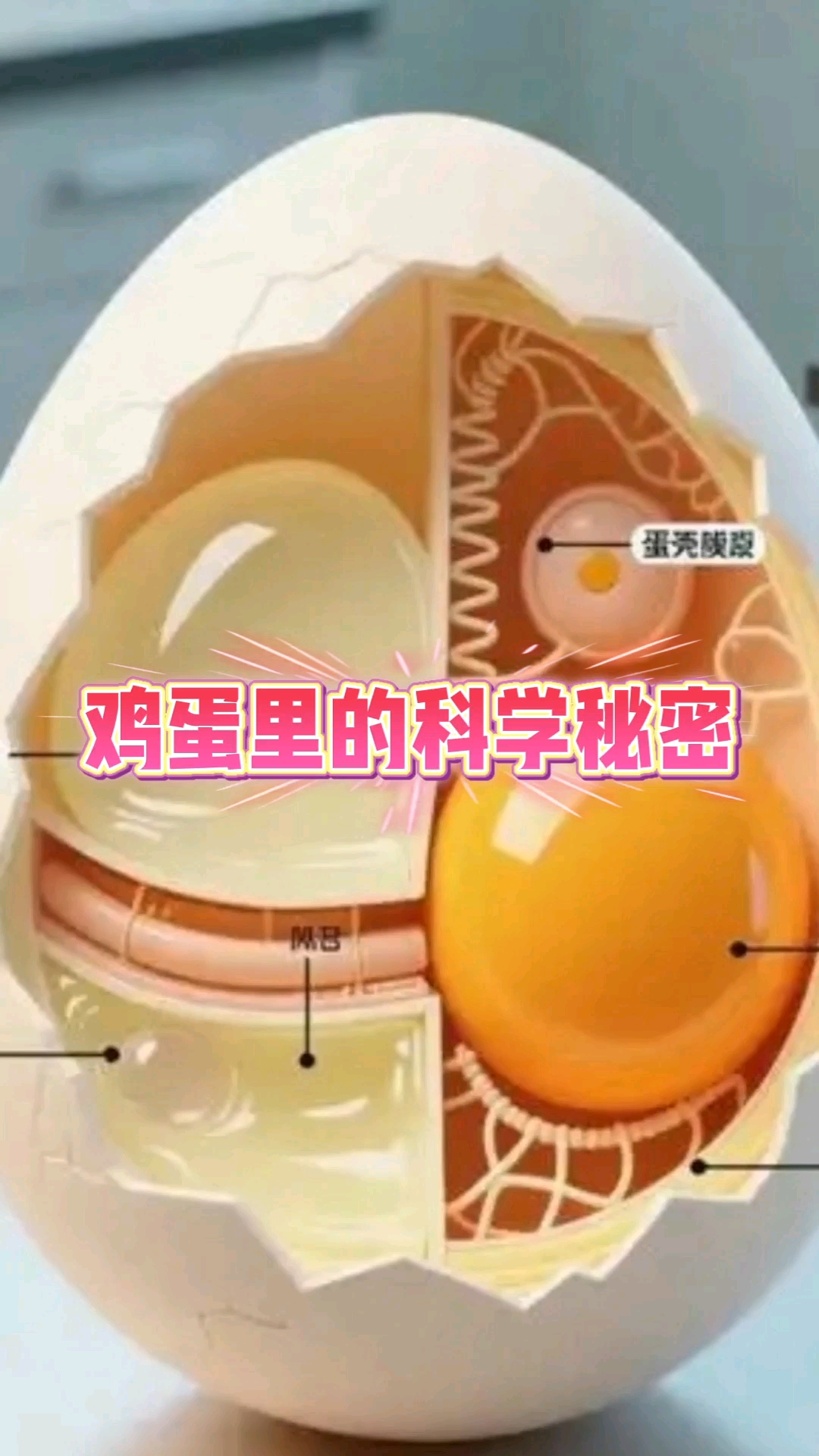 鸡蛋的结构？生成与生产过程？各部分在发育中的作用？