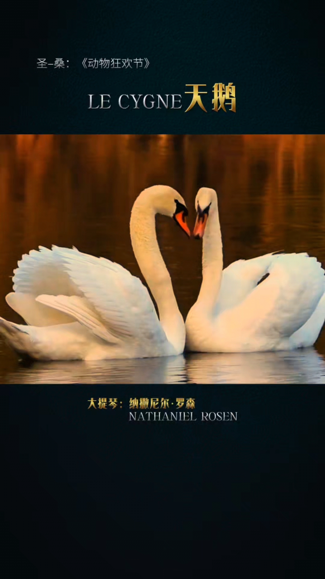 圣桑经典名曲《天鹅》