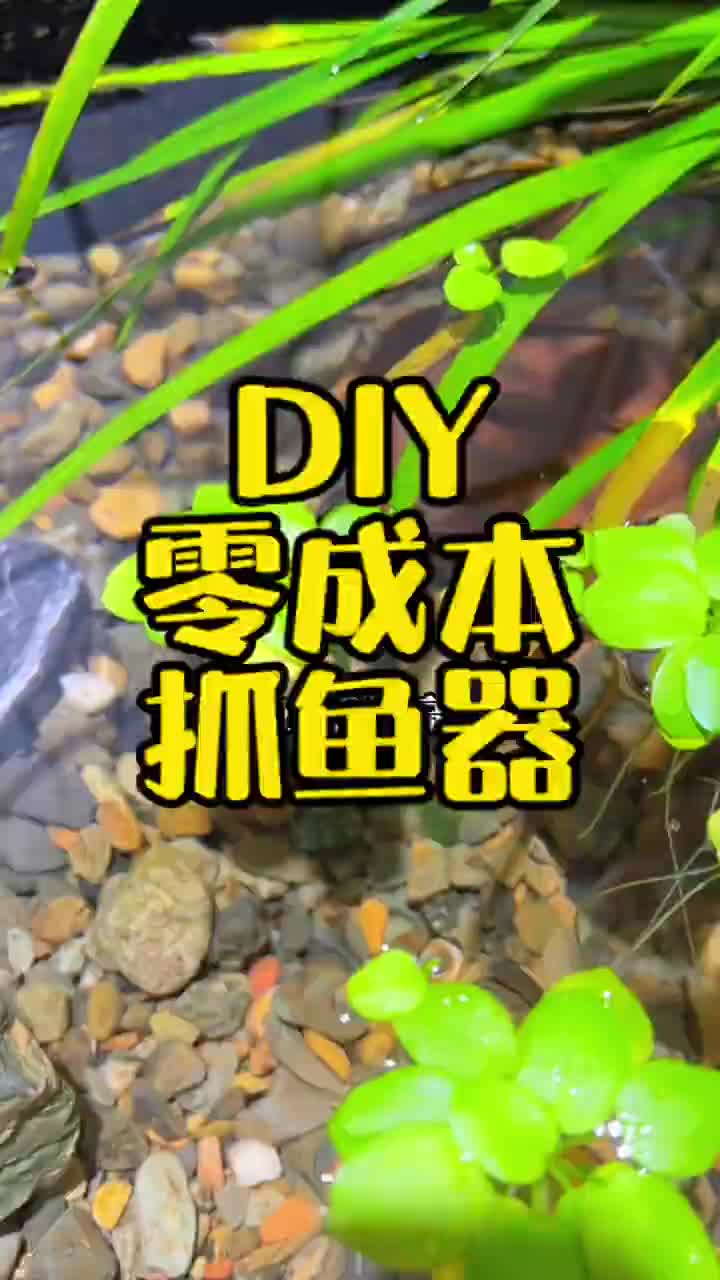 DIY零成本抓鱼神器 野采 高体鳑鲏