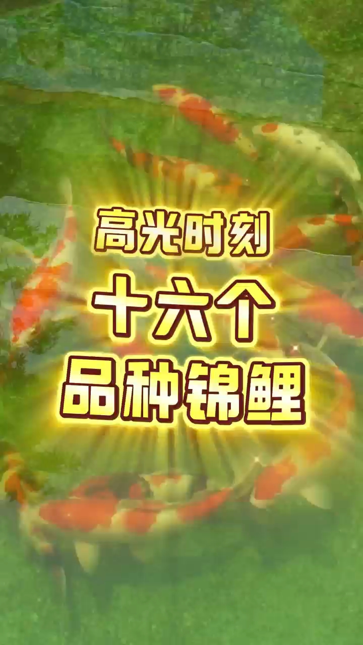 惊艳！十六个品种锦鲤介绍