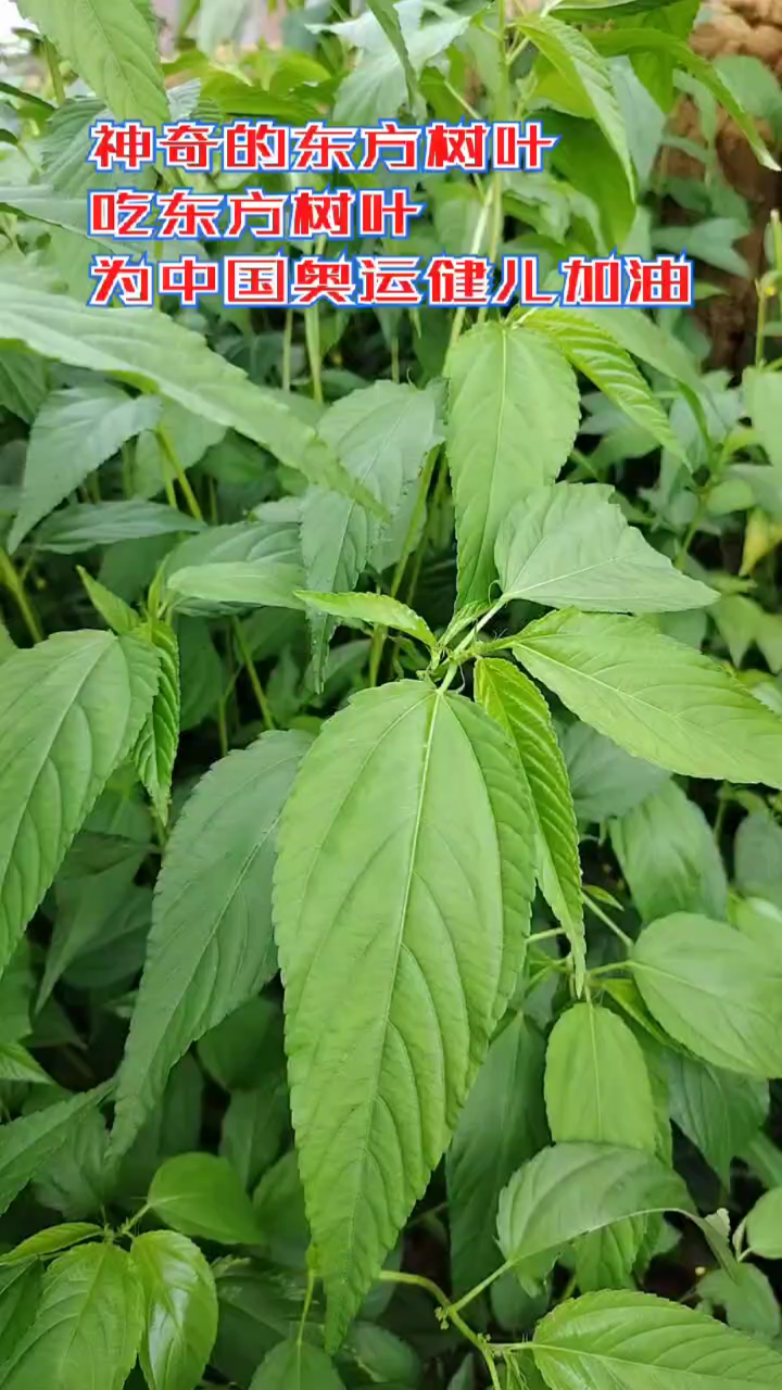 麻菜我们广西南宁平话叫波菜,炒酸送粥特别的好吃