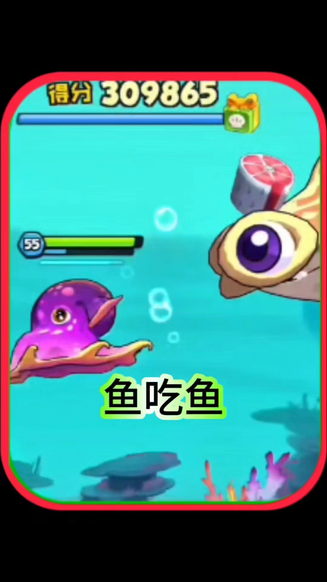 鱼吃鱼,小飞象章鱼