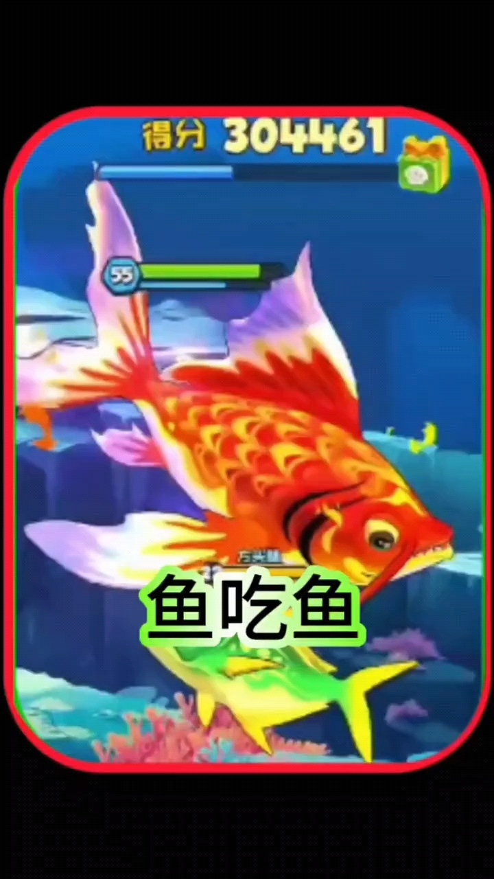 鱼吃鱼,锦鲤