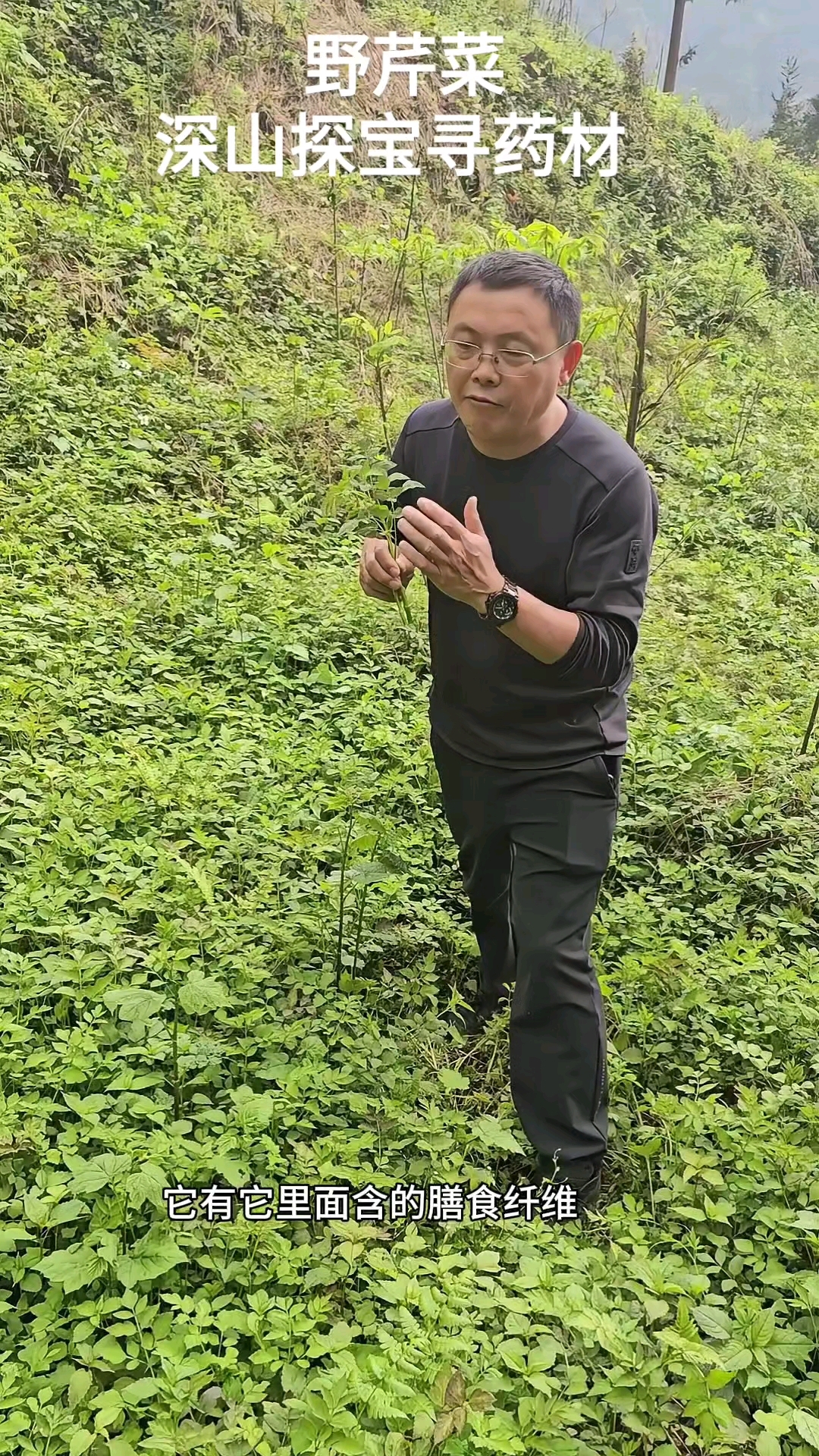踏遍祖国大好河山,就是为了寻找野生中药材!