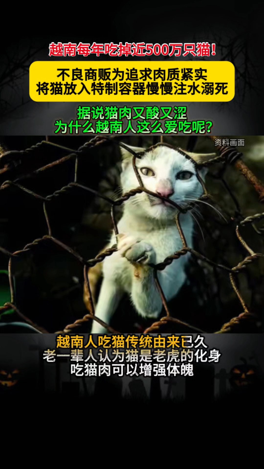 惊!每年吃掉近500万只,为啥越南人这么爱吃猫肉?