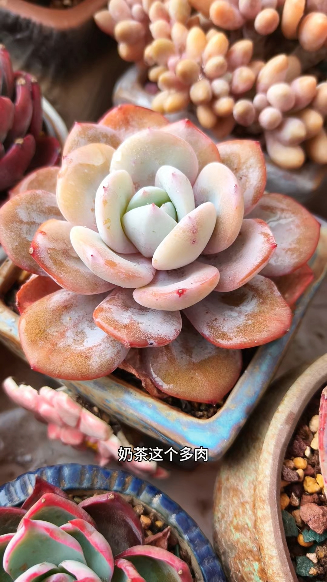 奶茶,用80左右的颗粒土,可以把叶子养的更加的短肥