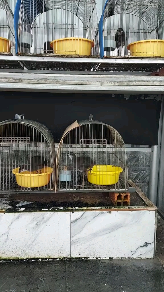 白面水鸡饲养 特种养殖 鸡媒 