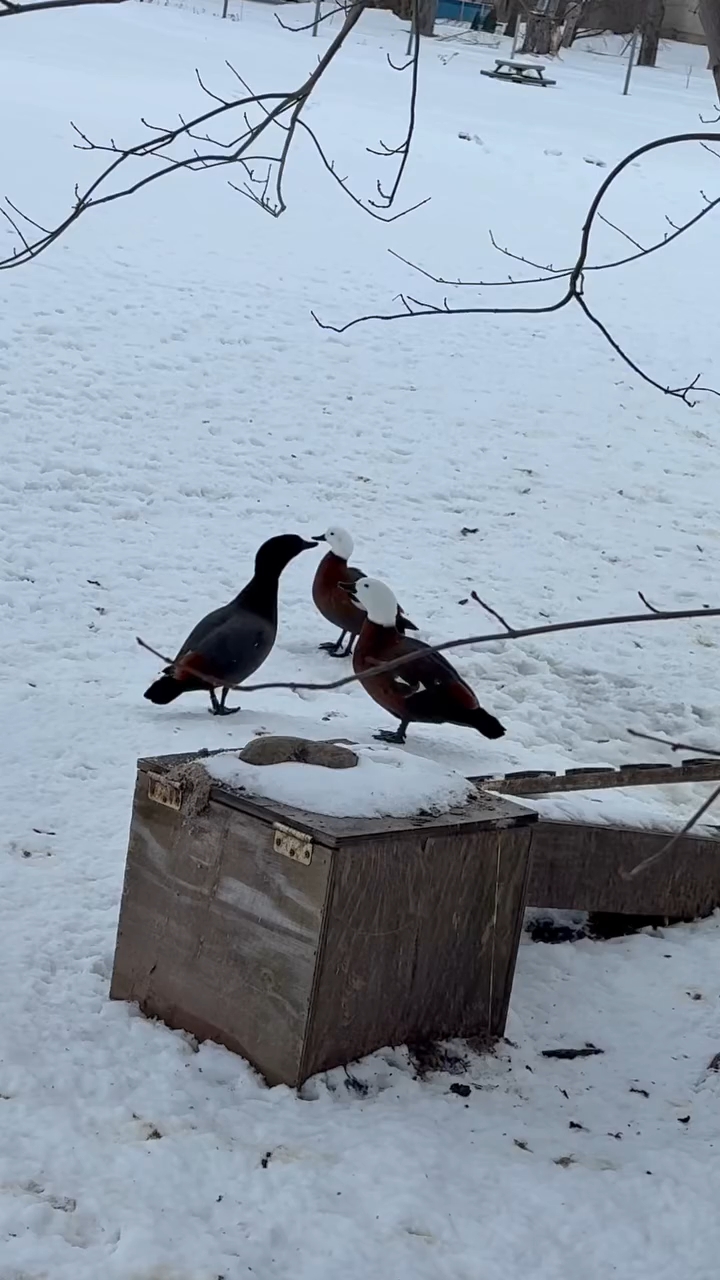 黑胸麻鸭 野鸭子