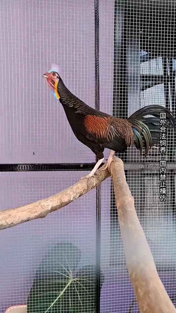 绿原鸡 野鸡 观赏鸡