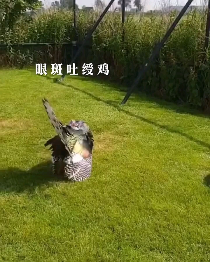 眼斑吐绶鸡求偶 火鸡 野鸡 