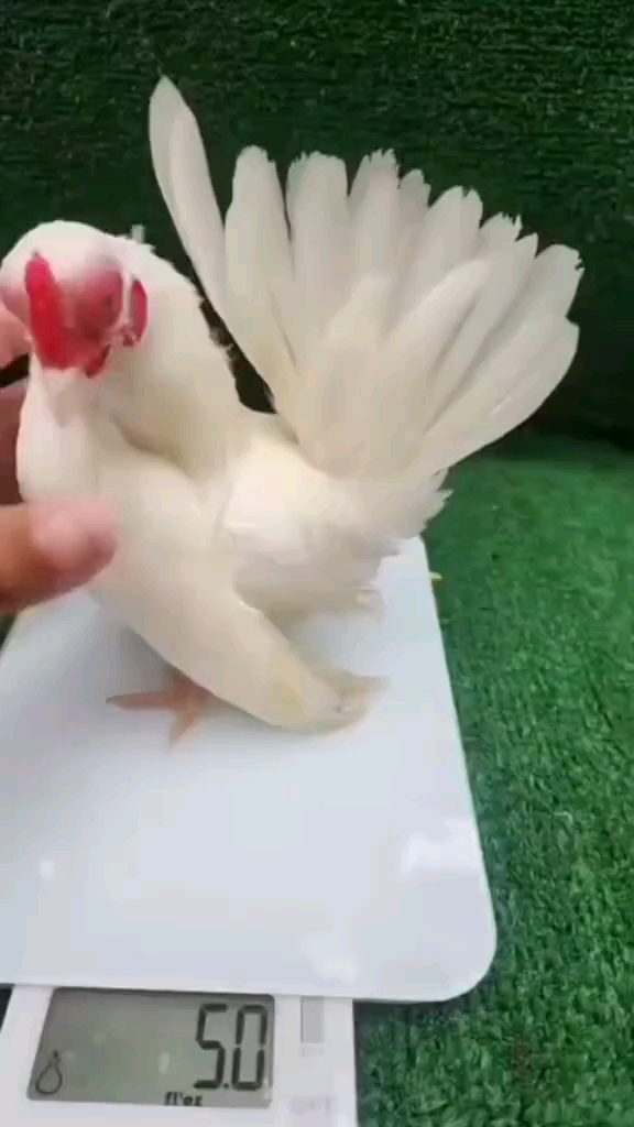 迷你宠物鸡 袖珍鸡 