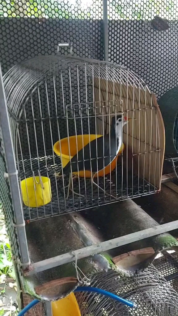 白面水鸡叫声 养鸟 媒鸟文化