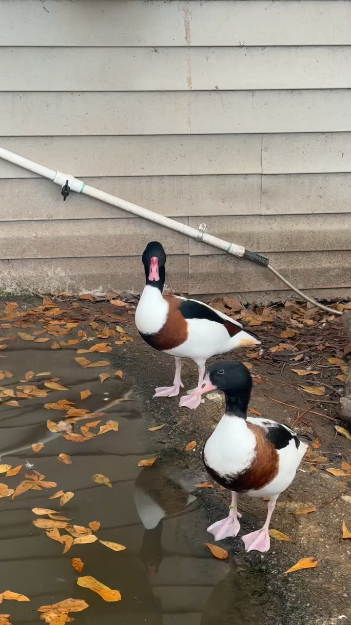 翘鼻麻鸭 野鸭子